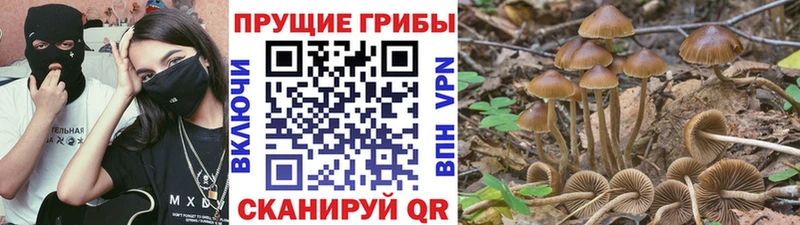 Купить  Лермонтов  Галлюциногенные грибы GOLDEN TEACHER 